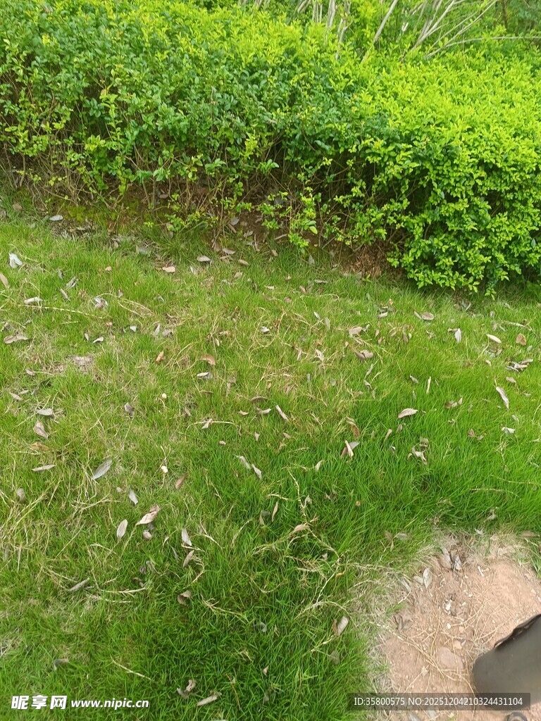 绿意盎然的草地与绿植