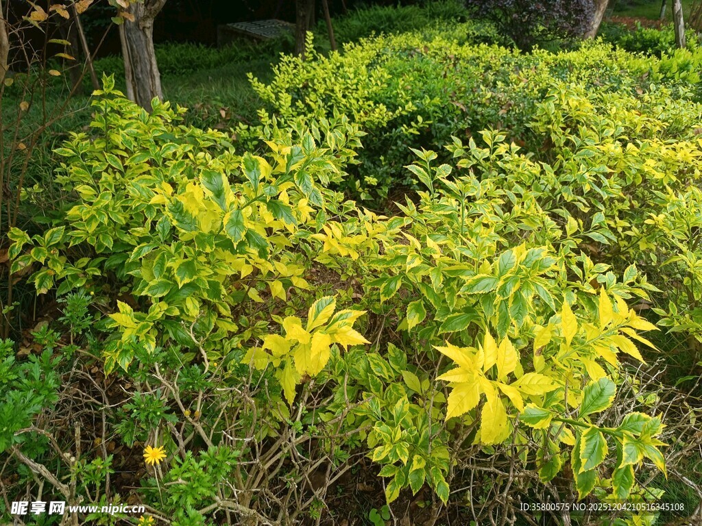 金黄繁茂灌木景观