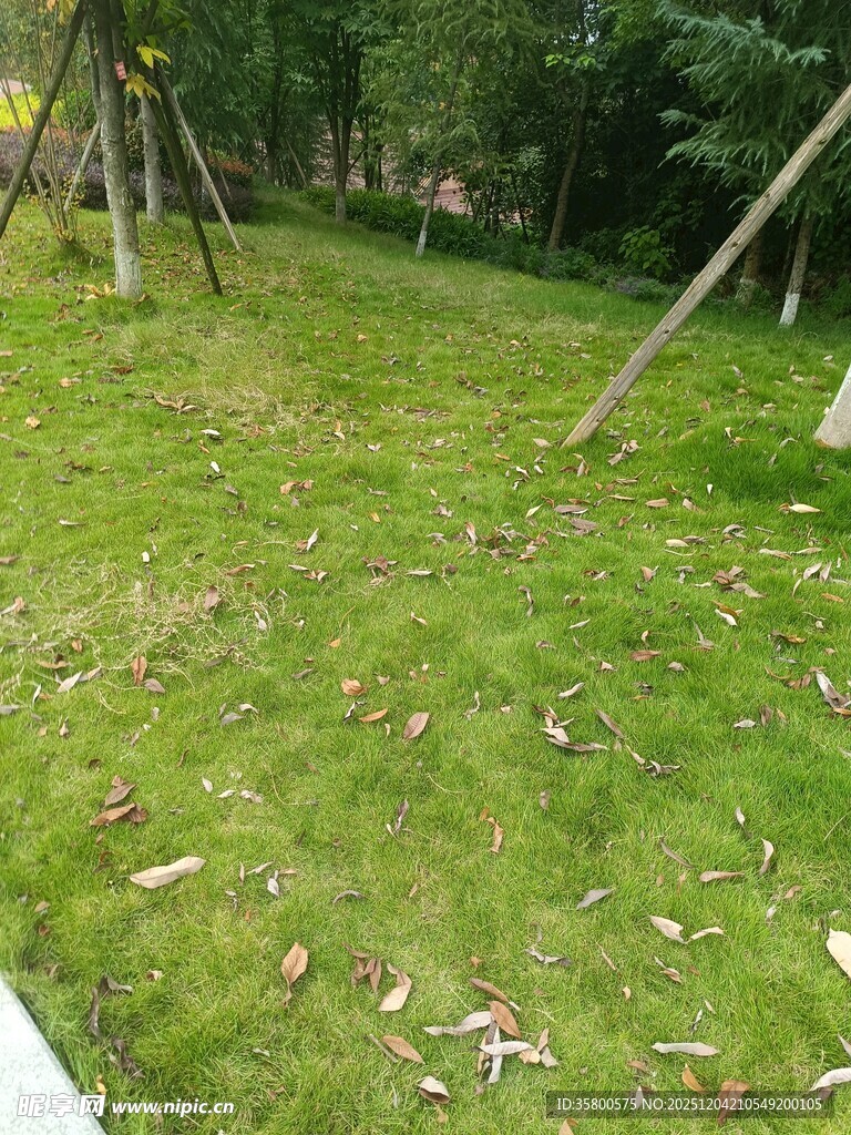 户外翠绿草地场景