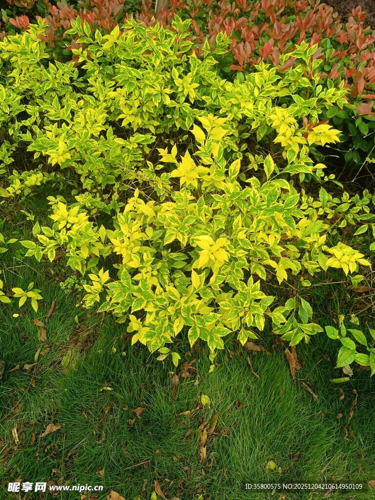 金黄叶片的绿植景观