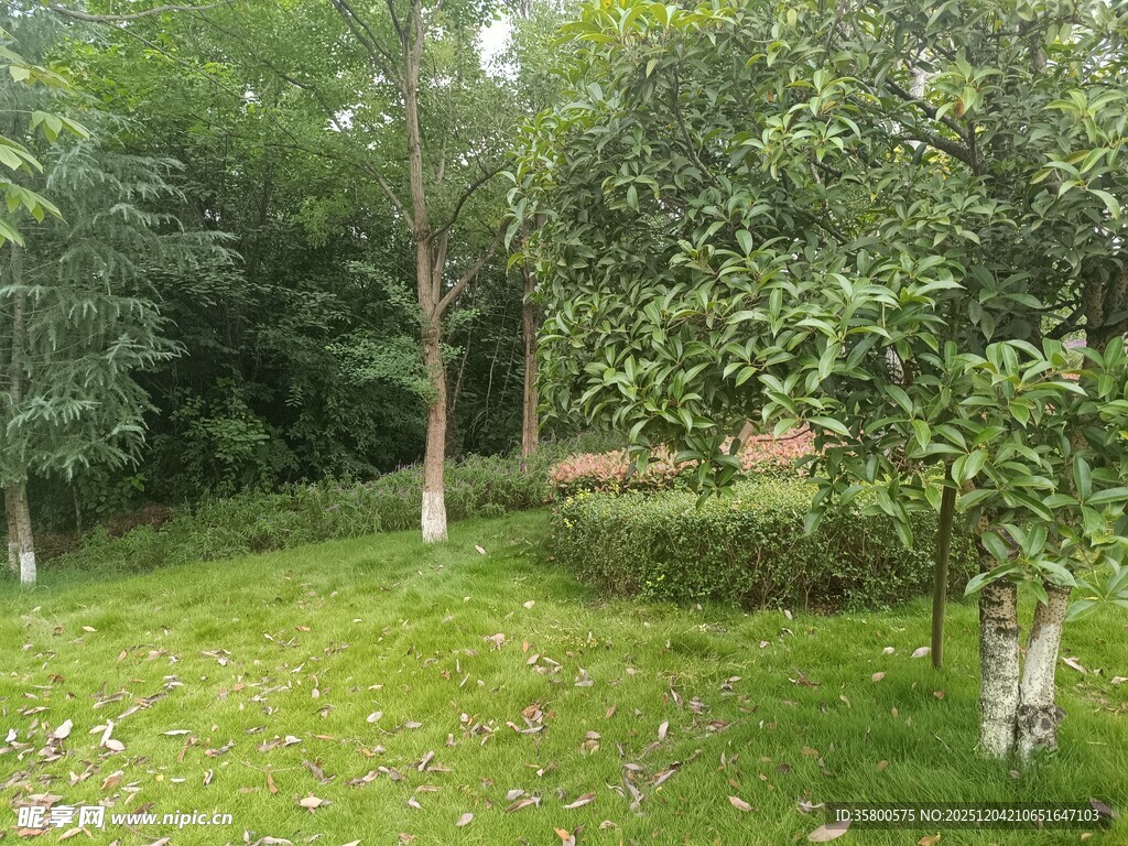 绿意盎然的林间草地