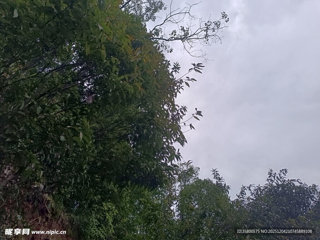 郁郁葱葱的树林景观