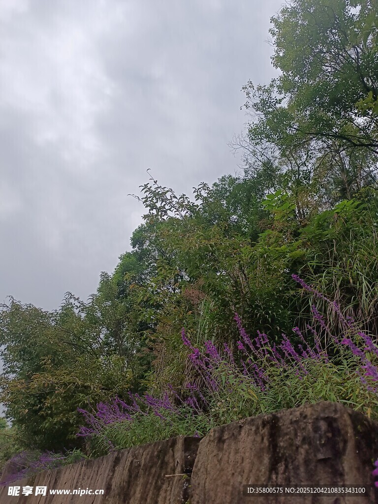 山坡绿植与紫色花丛风景