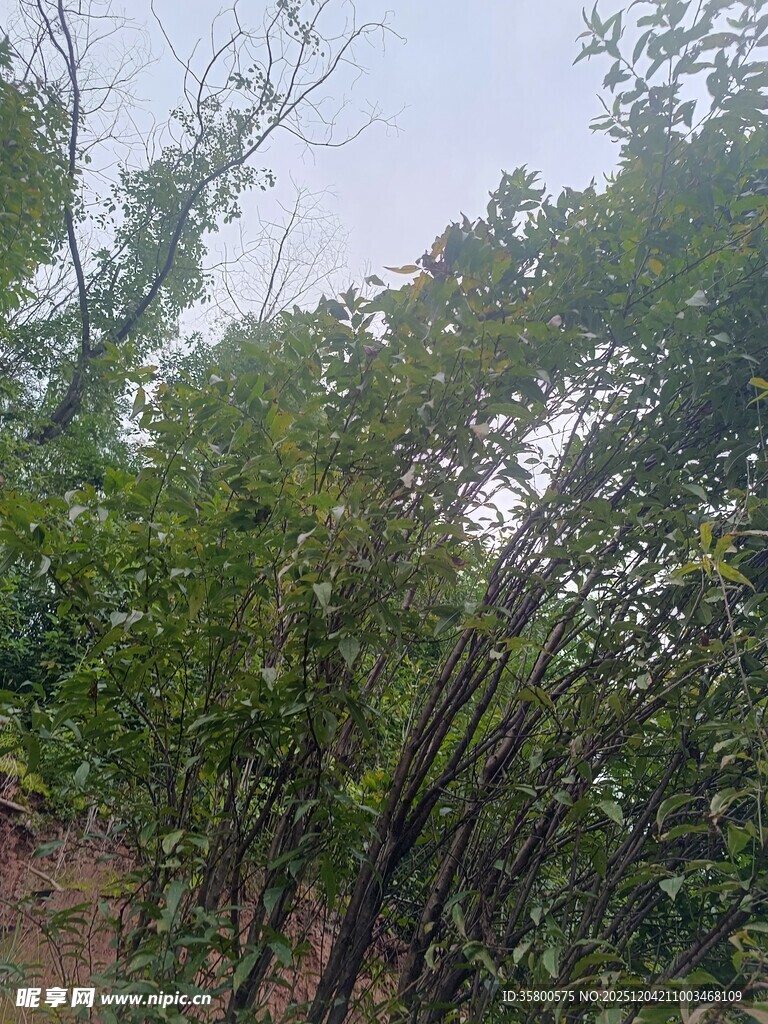 茂密树林中的繁茂绿植