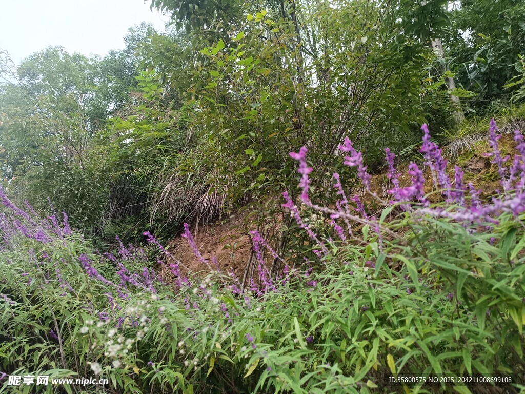 野外繁茂的多彩植物景观