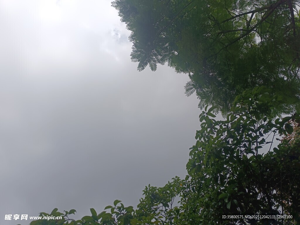 仰视树冠与阴沉天空