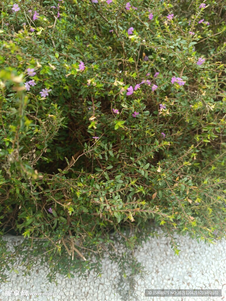 绿叶丛中绽小花