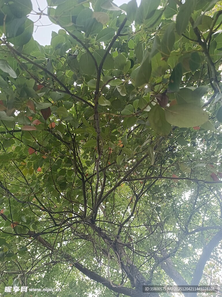 繁茂枝叶间的光影世界