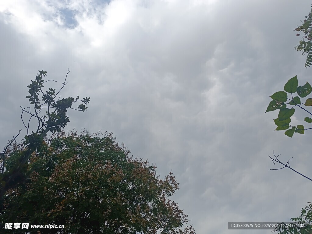 阴天树林上空的云层