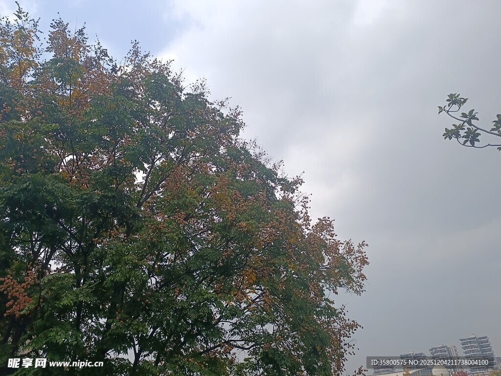 秋日大树与空中飞鸟