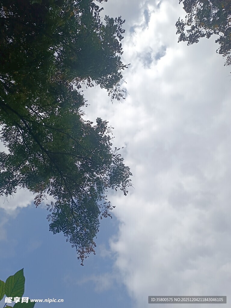仰视天空中的枝叶与云朵