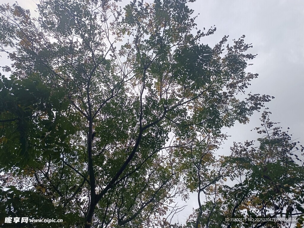 仰视繁茂树木枝叶