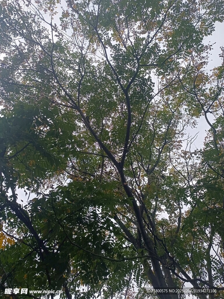 茂密树林中的繁茂枝叶