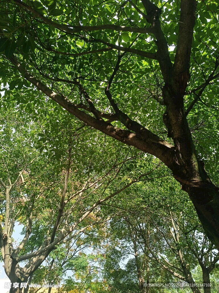 繁茂绿树间的自然景致