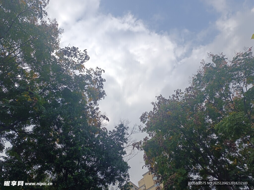 蓝天白云下的葱郁树木