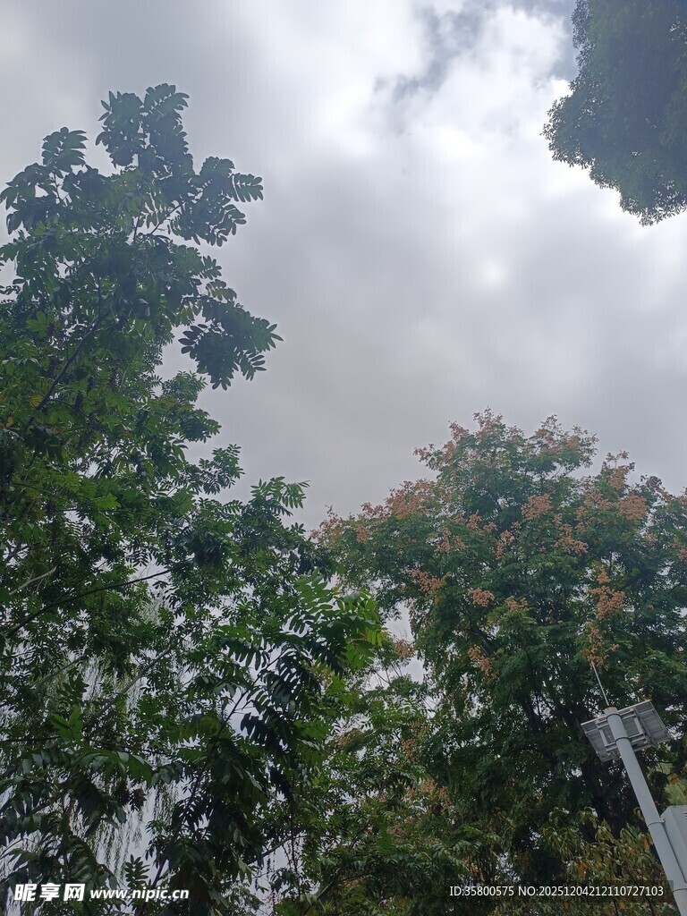 仰视绿树间的阴沉天空