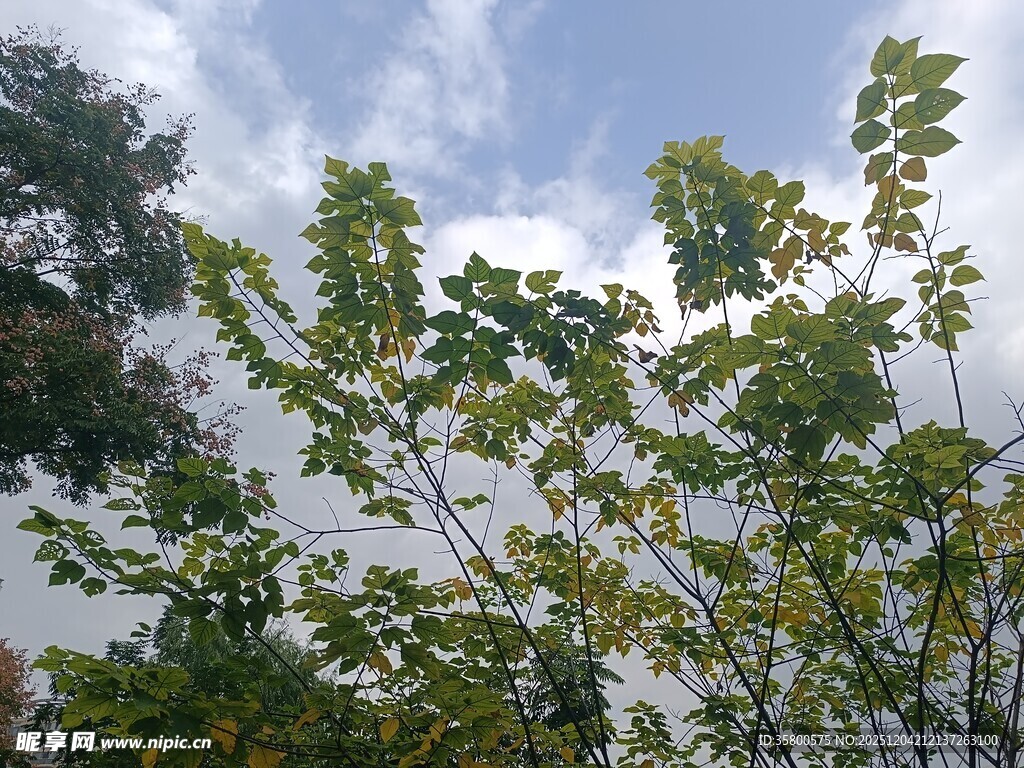 蓝天绿叶间的清新景致