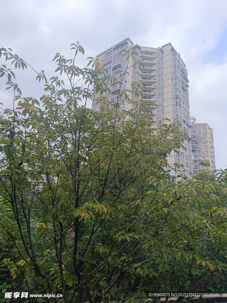 绿树掩映下的高楼大厦