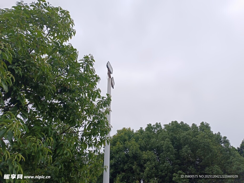 高耸于绿树间的白色杆体