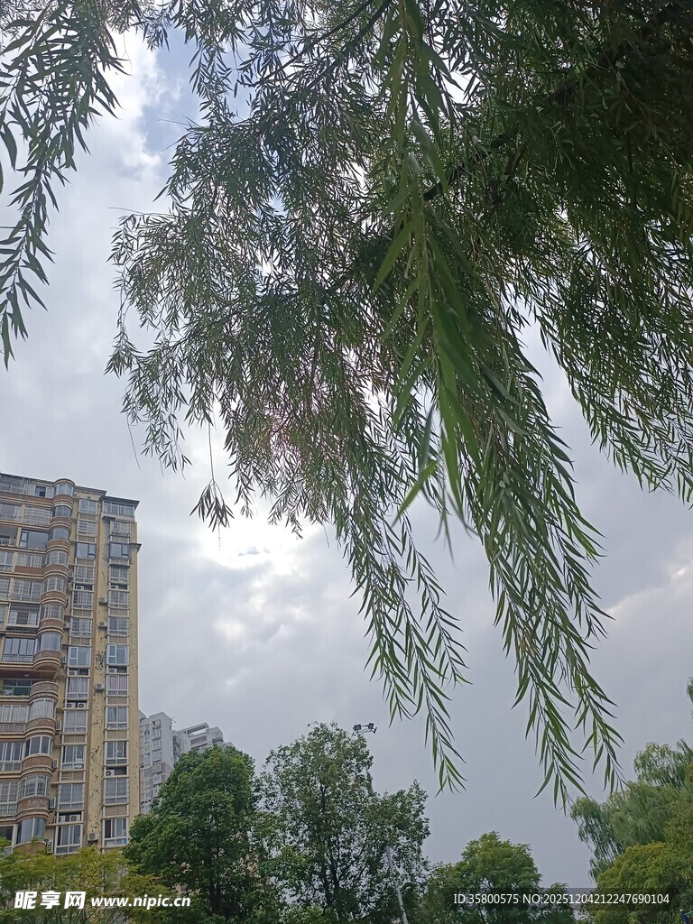 高楼旁的垂柳与天空景色