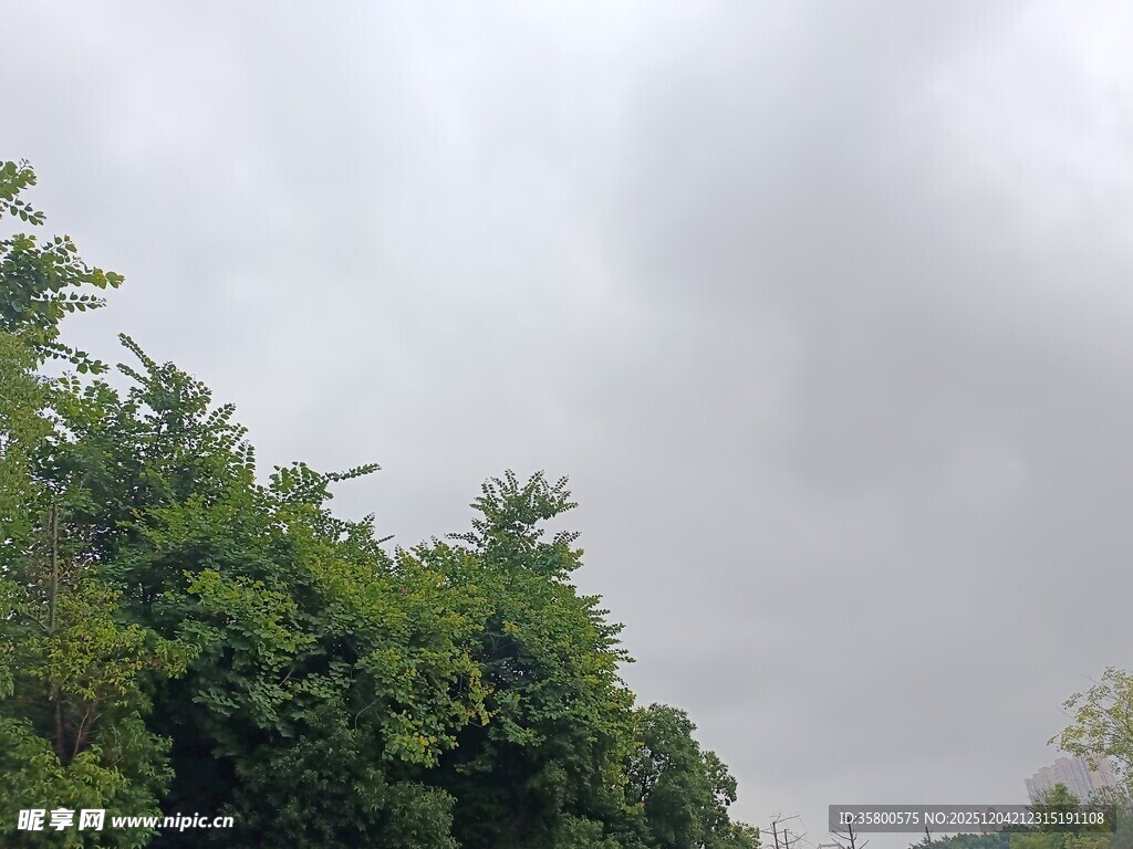 阴天中的葱郁树木