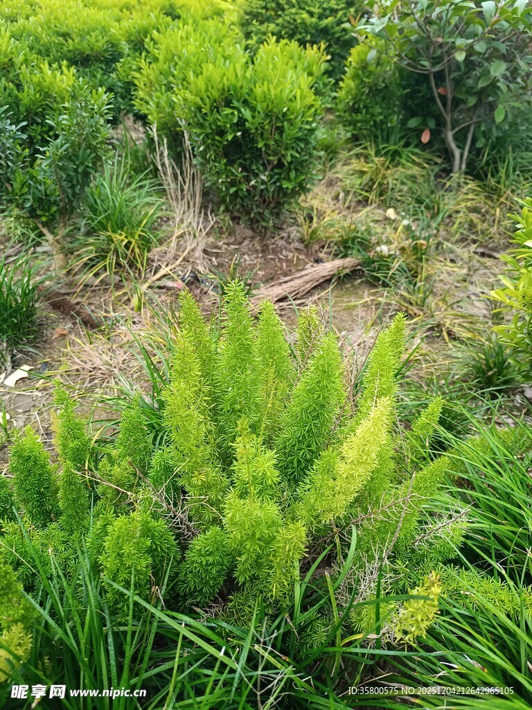 绿意盎然的自然植物景观