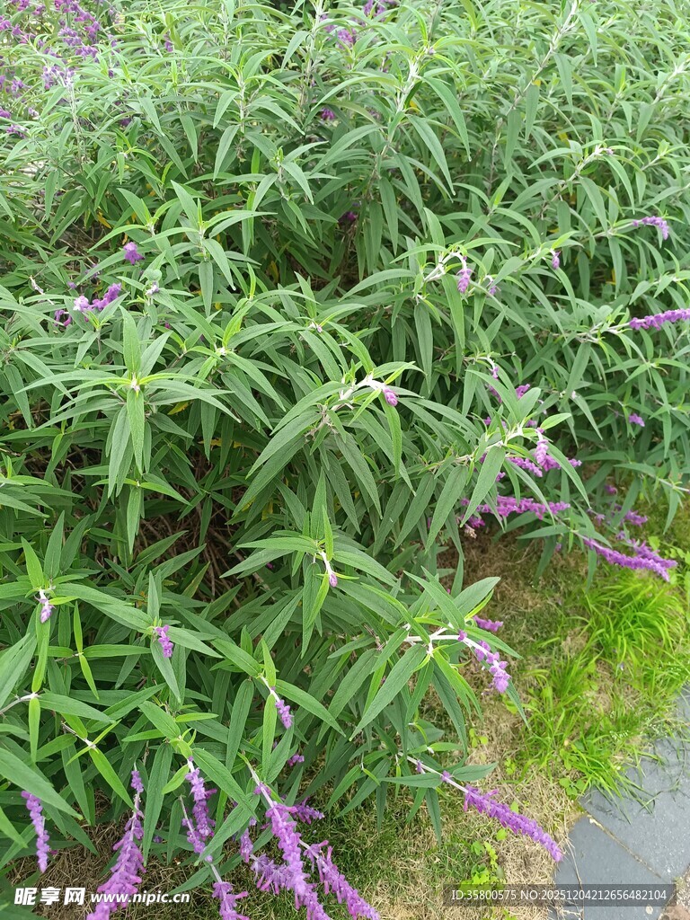 绿叶紫花的茂盛植物