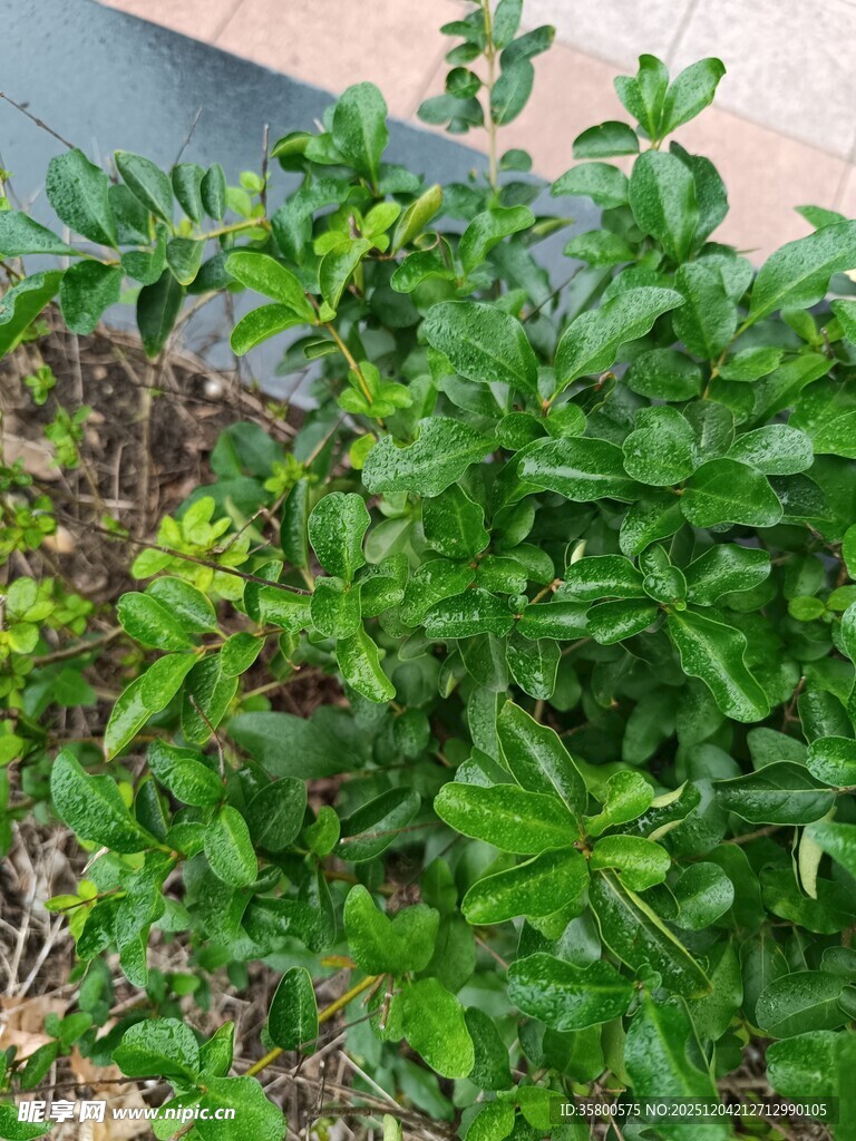 翠绿繁茂的户外绿植景观