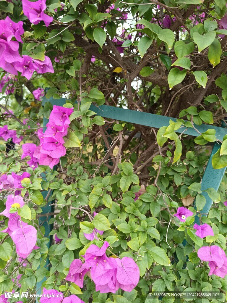 绽放的紫色三角梅