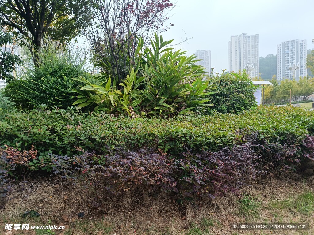 城市中的绿植景观