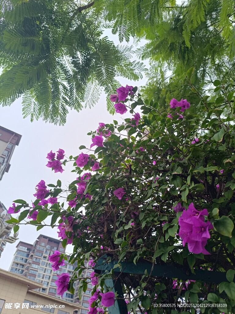 绿叶间绽放的艳丽紫花