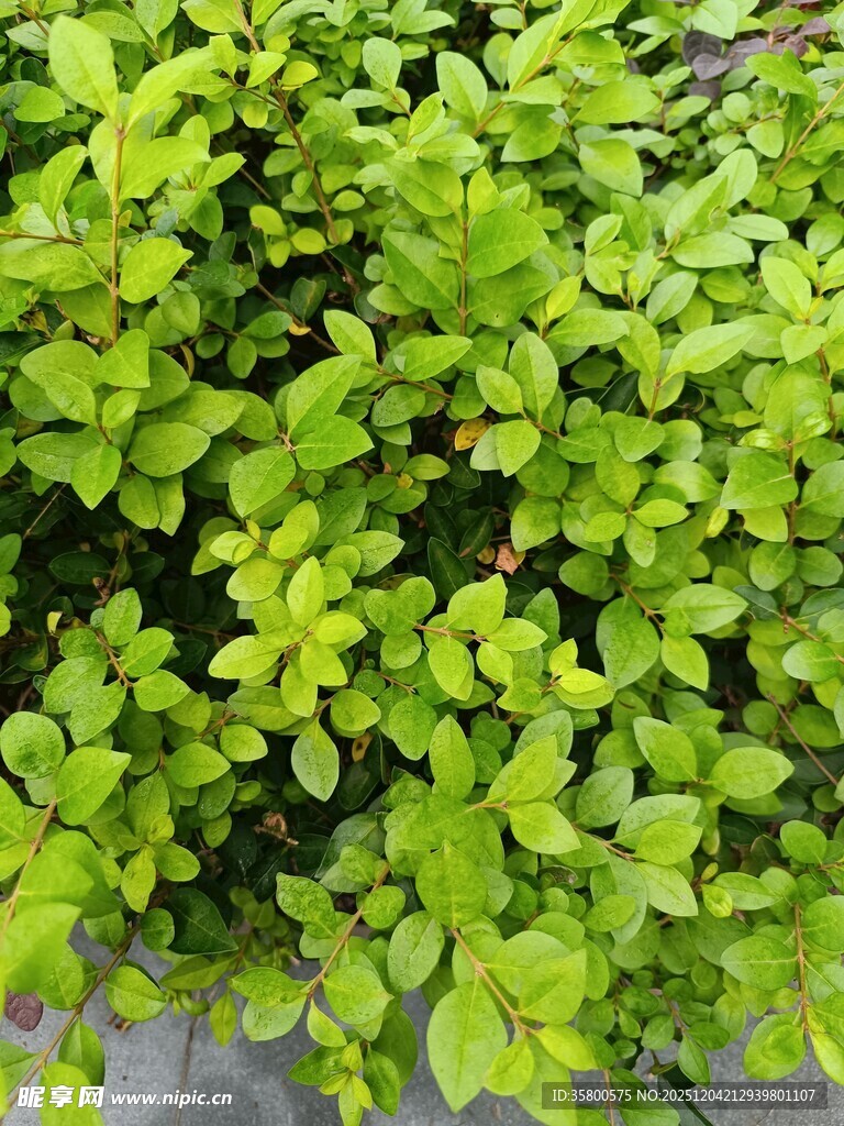 翠绿繁茂的植物叶片