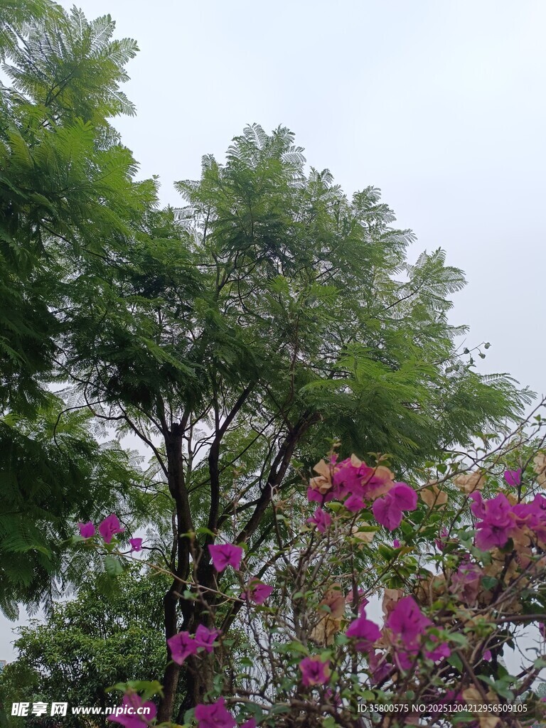 繁花绿树间的自然景致