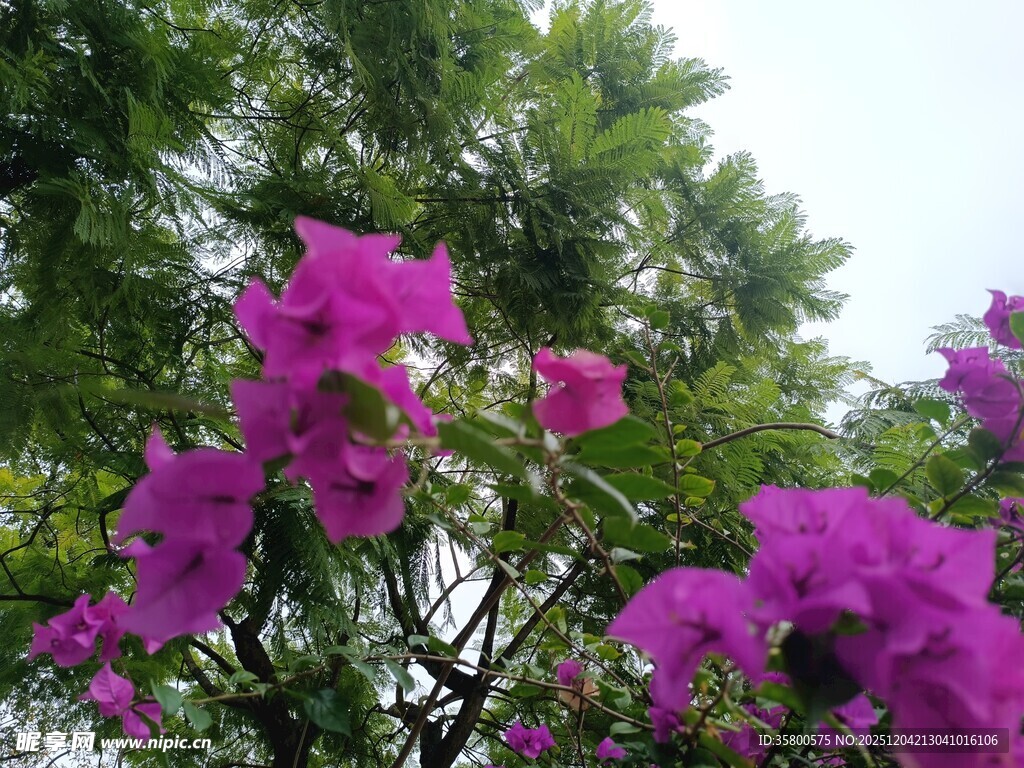 绽放的紫色三角梅