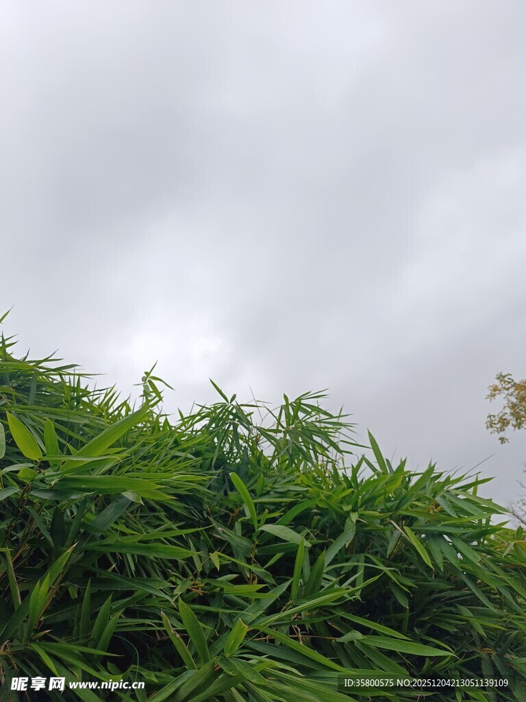 阴天中的翠绿竹林