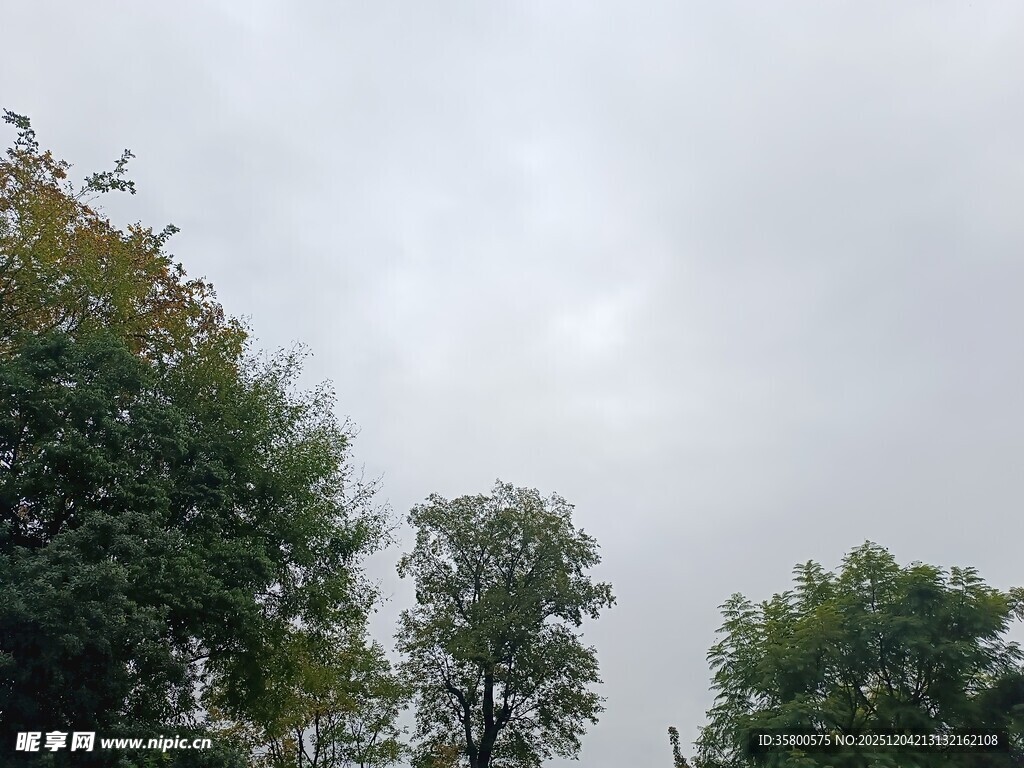 阴天中的葱郁树木