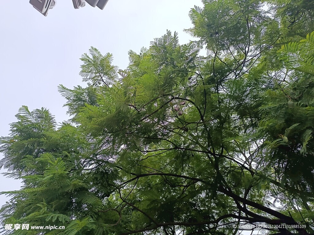 仰视葱郁树木景观