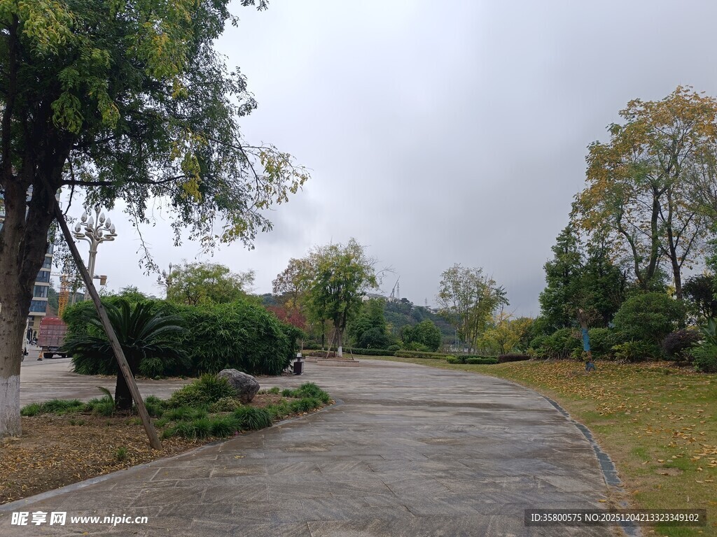 雨中静谧的林间小道