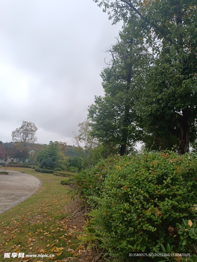 郊外林荫道风景