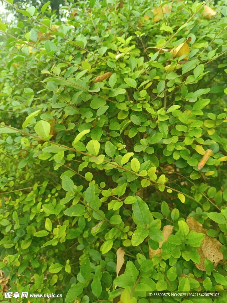 茂密翠绿的植物景观