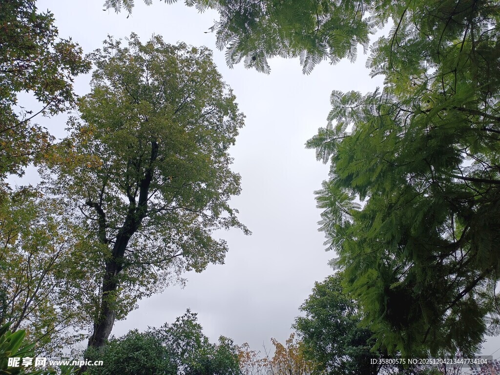 仰视茂密树林树冠