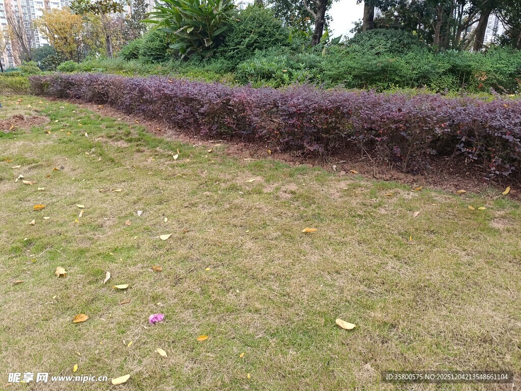 户外紫叶植物与草地景观