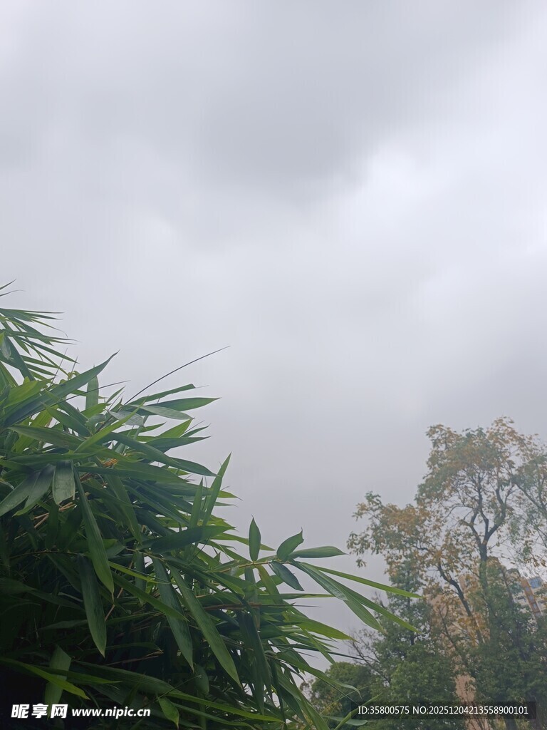 阴天中的绿植景观