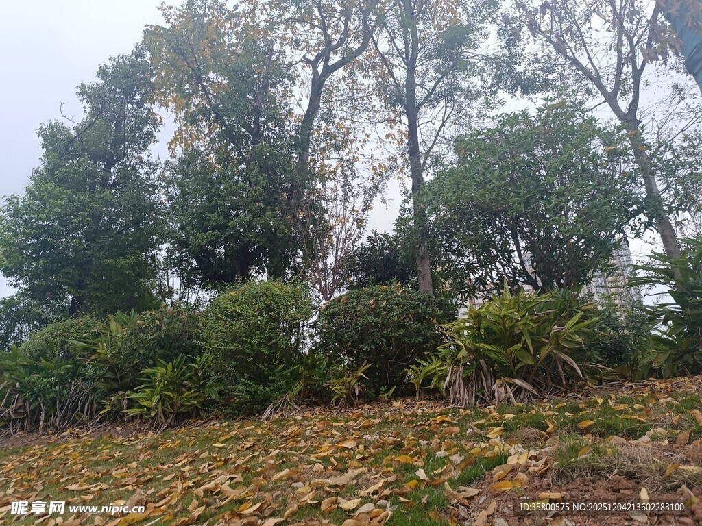 林间落叶与葱郁树木景观