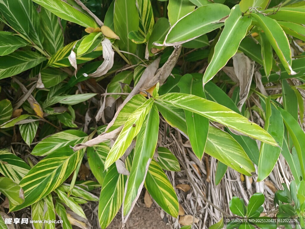 翠绿斑斓的叶片植物