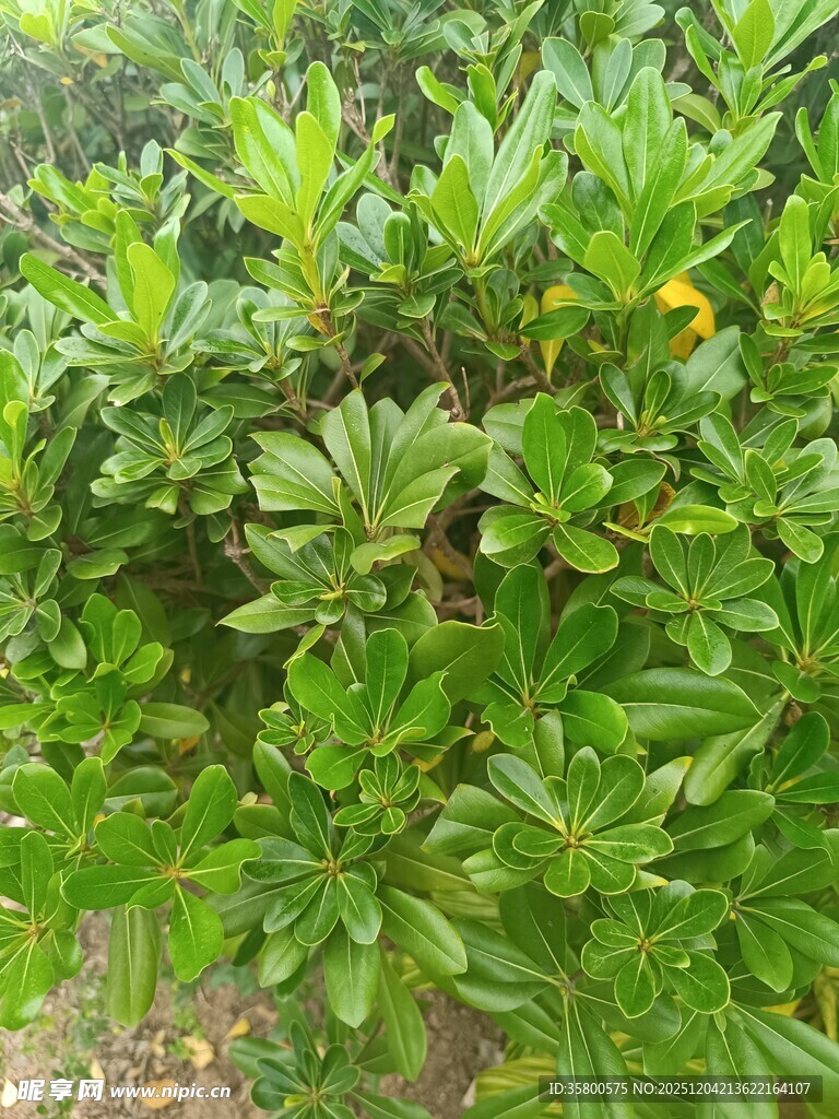 绿叶繁茂的植物景观