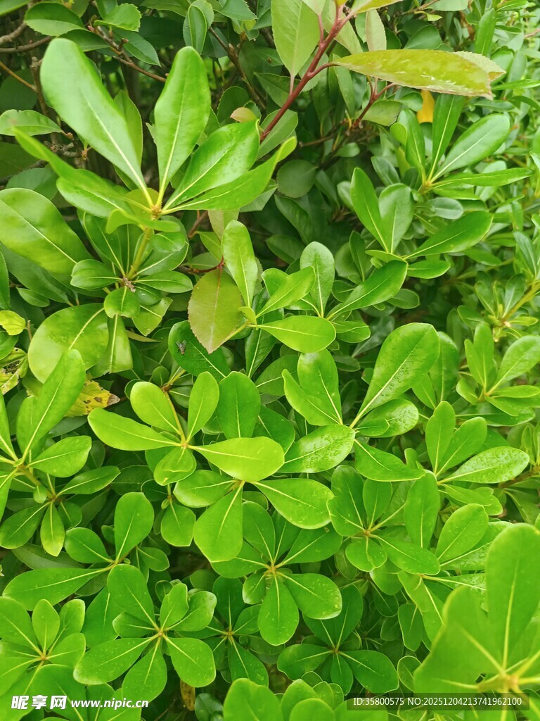 翠绿繁茂的植物叶片