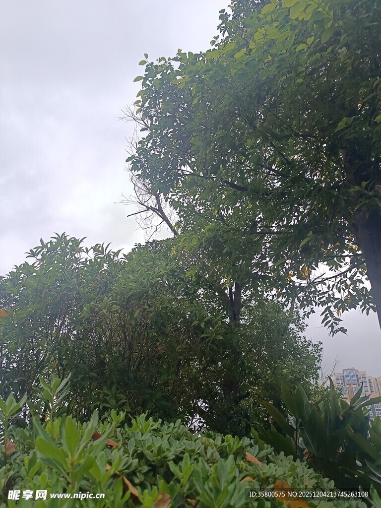 雾中繁茂树林景象