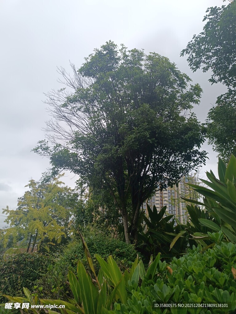 繁茂绿植中的高大树木