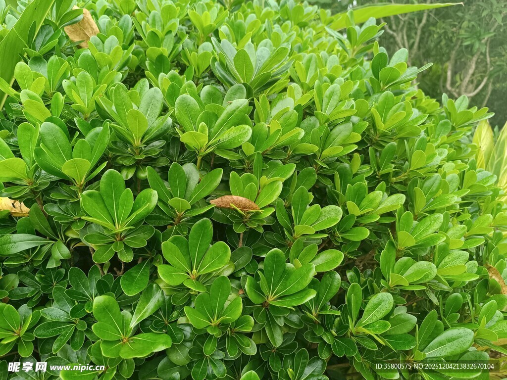翠绿繁茂的灌木丛